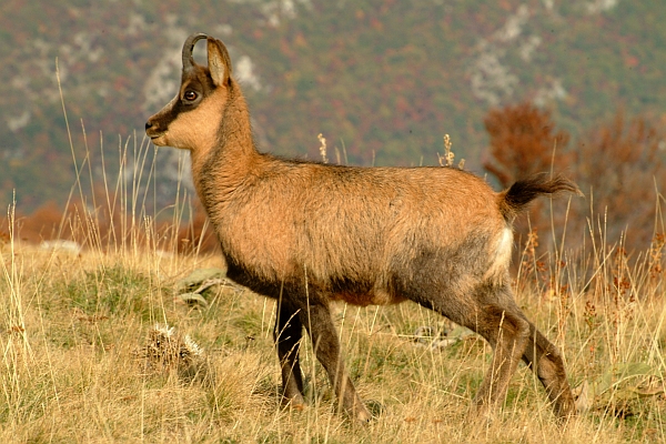 Camoscio d''Abruzzo Rupicapra pyrenaica ornata